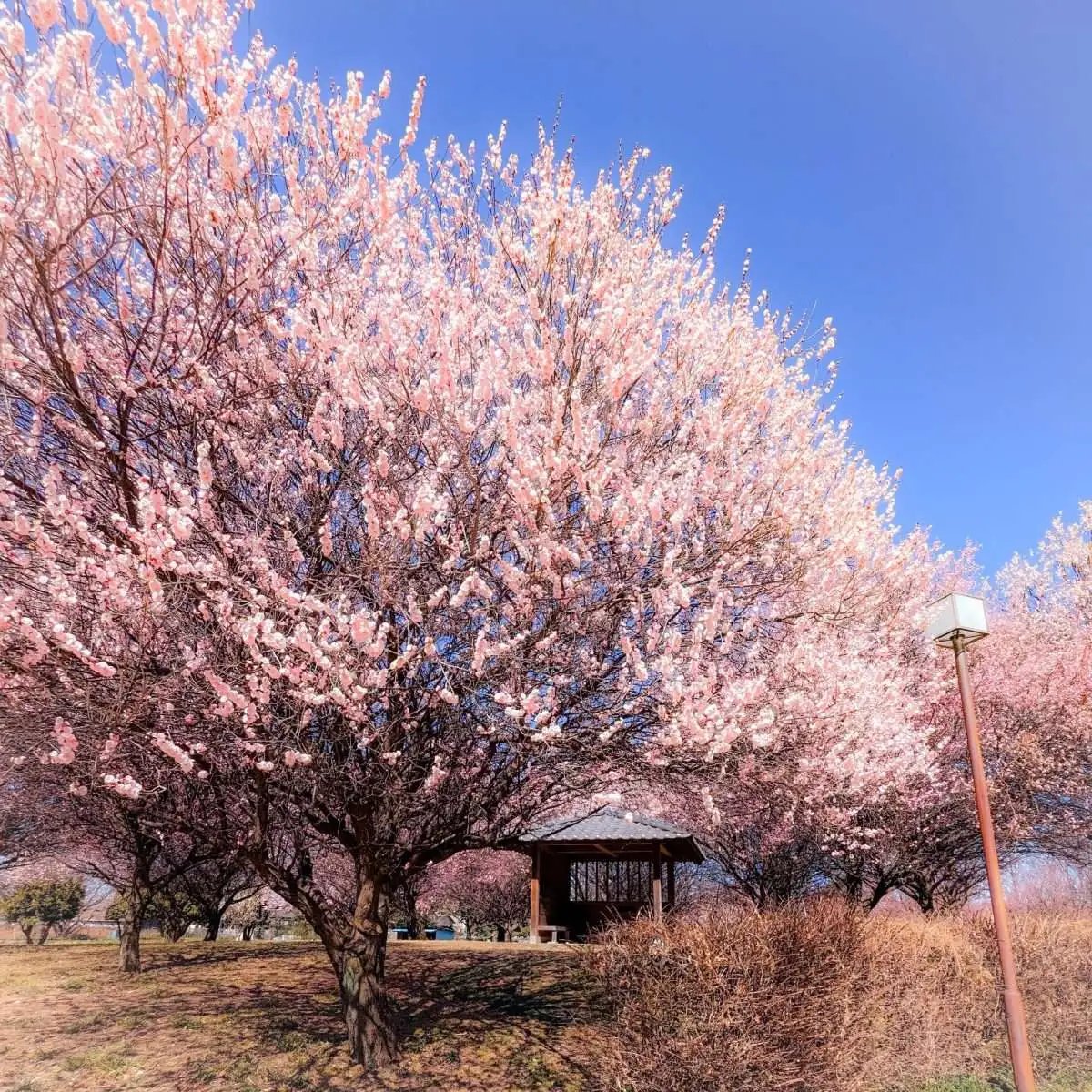 🌸 혼조 공원(혼조 성터) 이미지 7